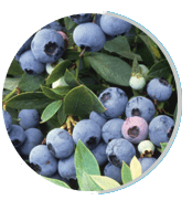 Bilberries
