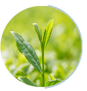 Green tea leaves