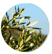 Olive leaf